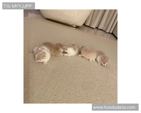 足球明星与猫猫的可爱互动视频让你心动不已快来一起欣赏吧